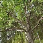 샬레 Hilupilttuu Tammela
