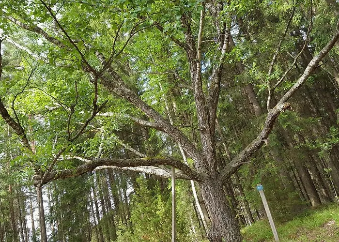 木屋 Hilupilttuu Tammela